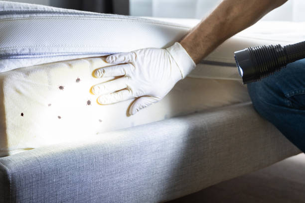 Best Pest Removal Services  in Lmer Heights, PA